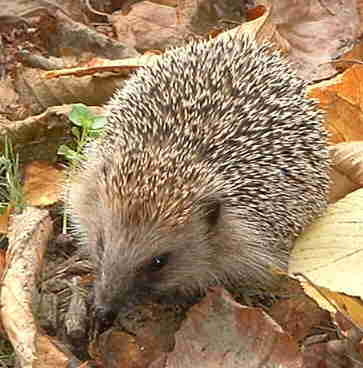 William_James_and_Arthur_Birkett_7